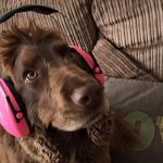 Lord Bentley Ear Defenders