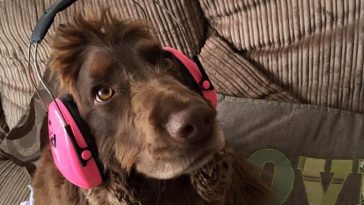 Lord Bentley Ear Defenders