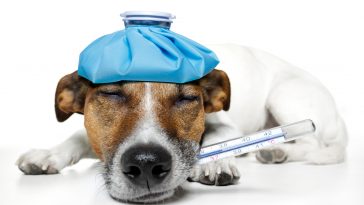 Sick Dog