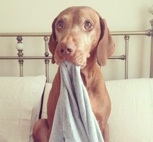 dog stealing laundry