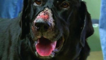 Alabama Rot