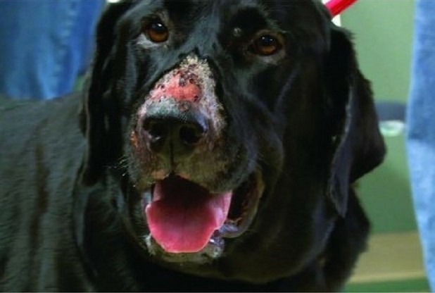 Alabama Rot