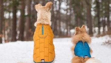 Best Dog Coats