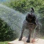 Dog cooling off and playing in water on a hot summer day