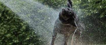 Dog cooling off and playing in water on a hot summer day