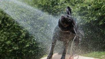 Dog cooling off and playing in water on a hot summer day