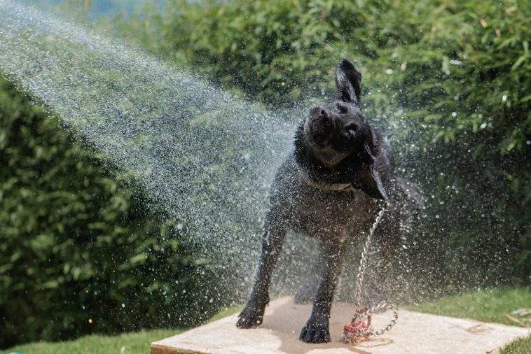 Dog cooling off and playing in water on a hot summer day
