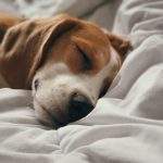 Dog resting comfortably and sleeping on a supportive bed