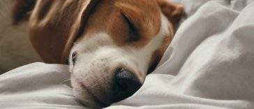 Dog resting comfortably and sleeping on a supportive bed