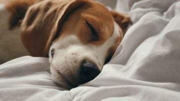 Dog resting comfortably and sleeping on a supportive bed