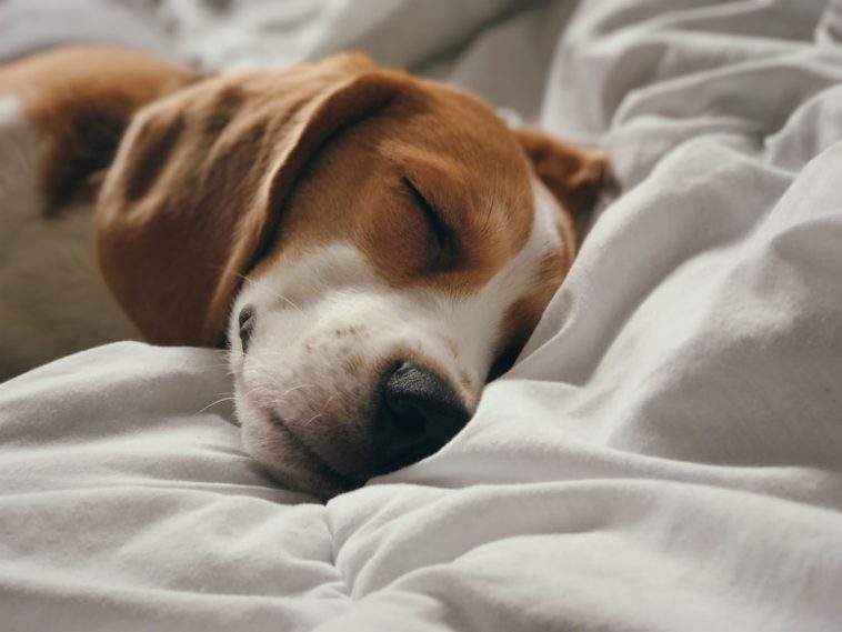 Dog resting comfortably and sleeping on a supportive bed
