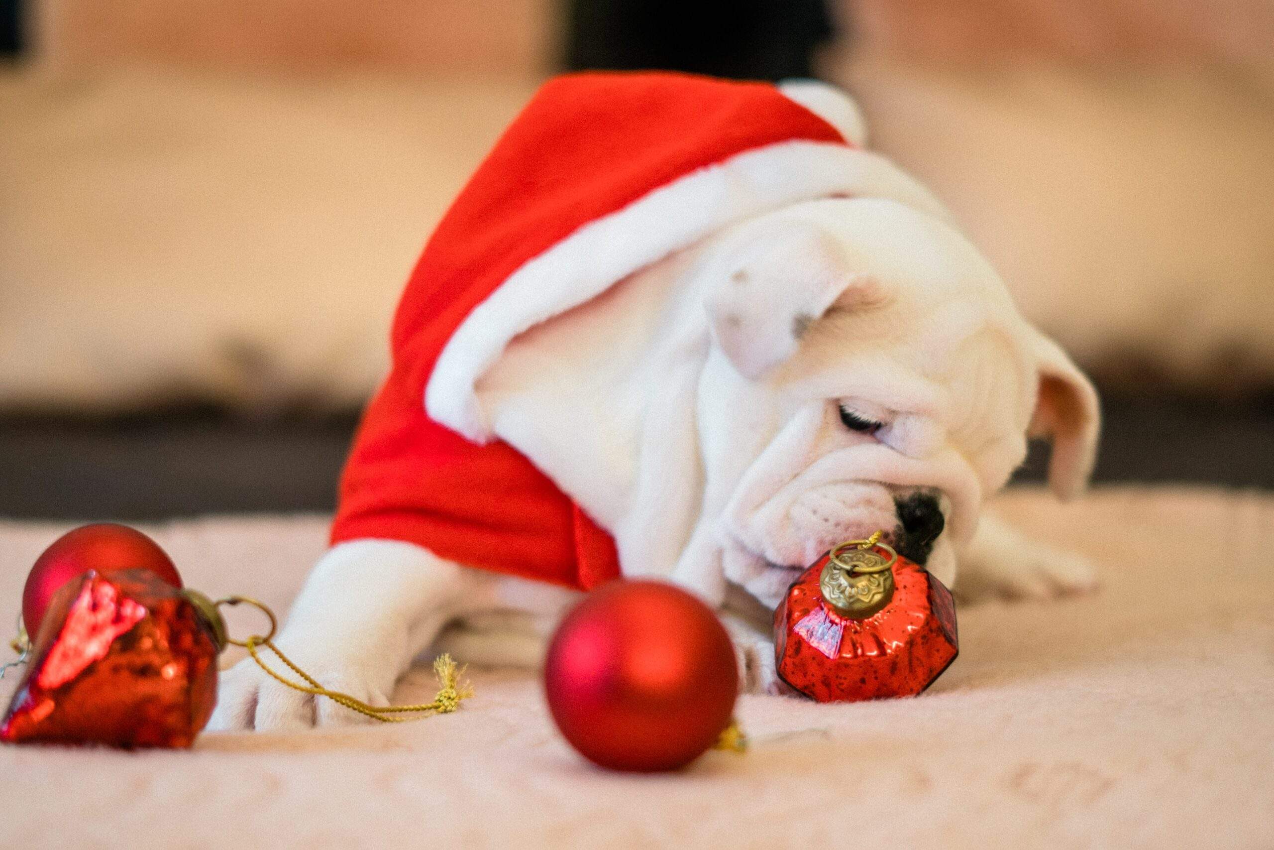 dog-advent-calendar-best-advent-calendars-for-dogs-dogly
