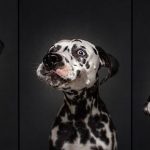 Dog Catching Treats