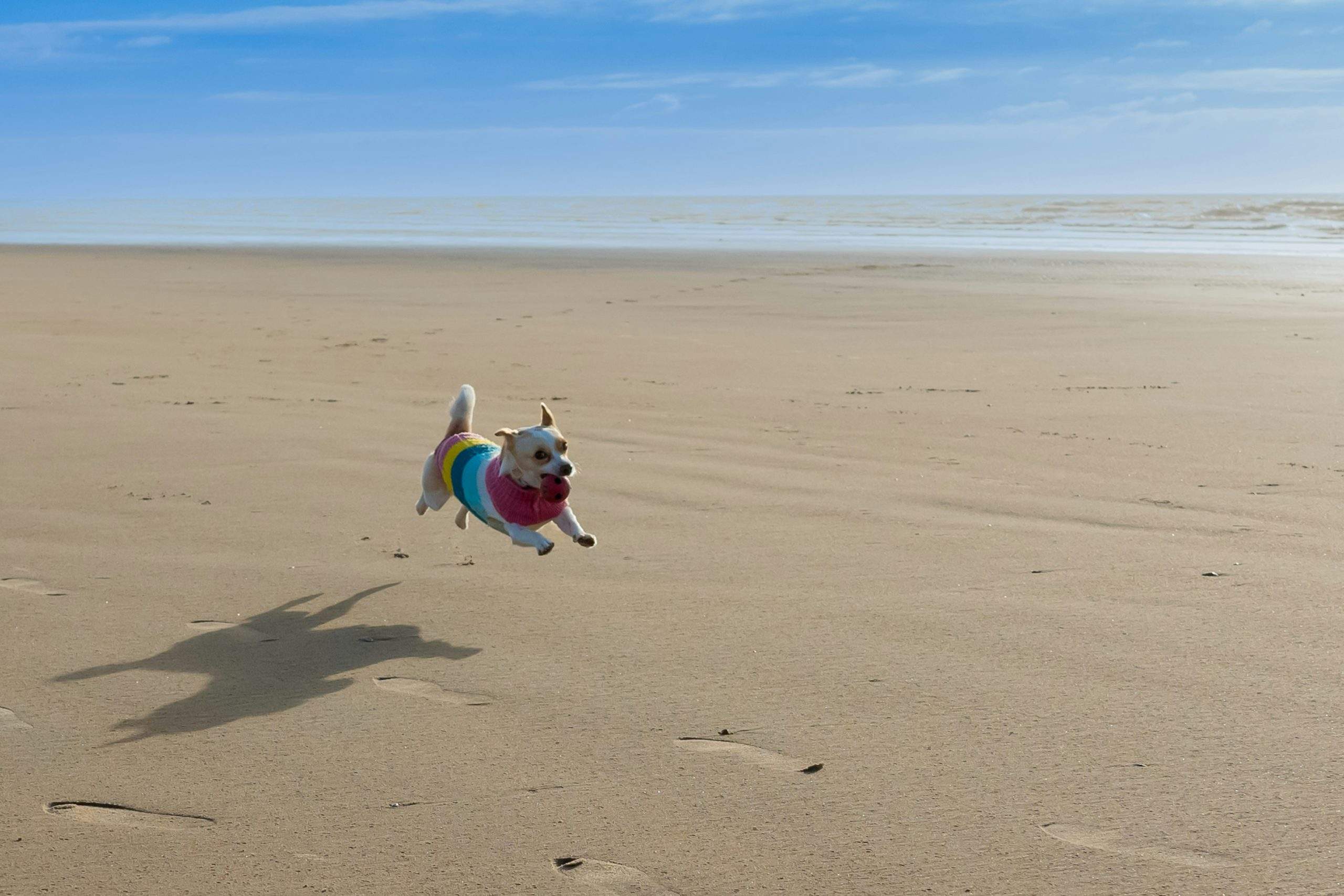 Happy dog running on a sandy beach carrying a ball