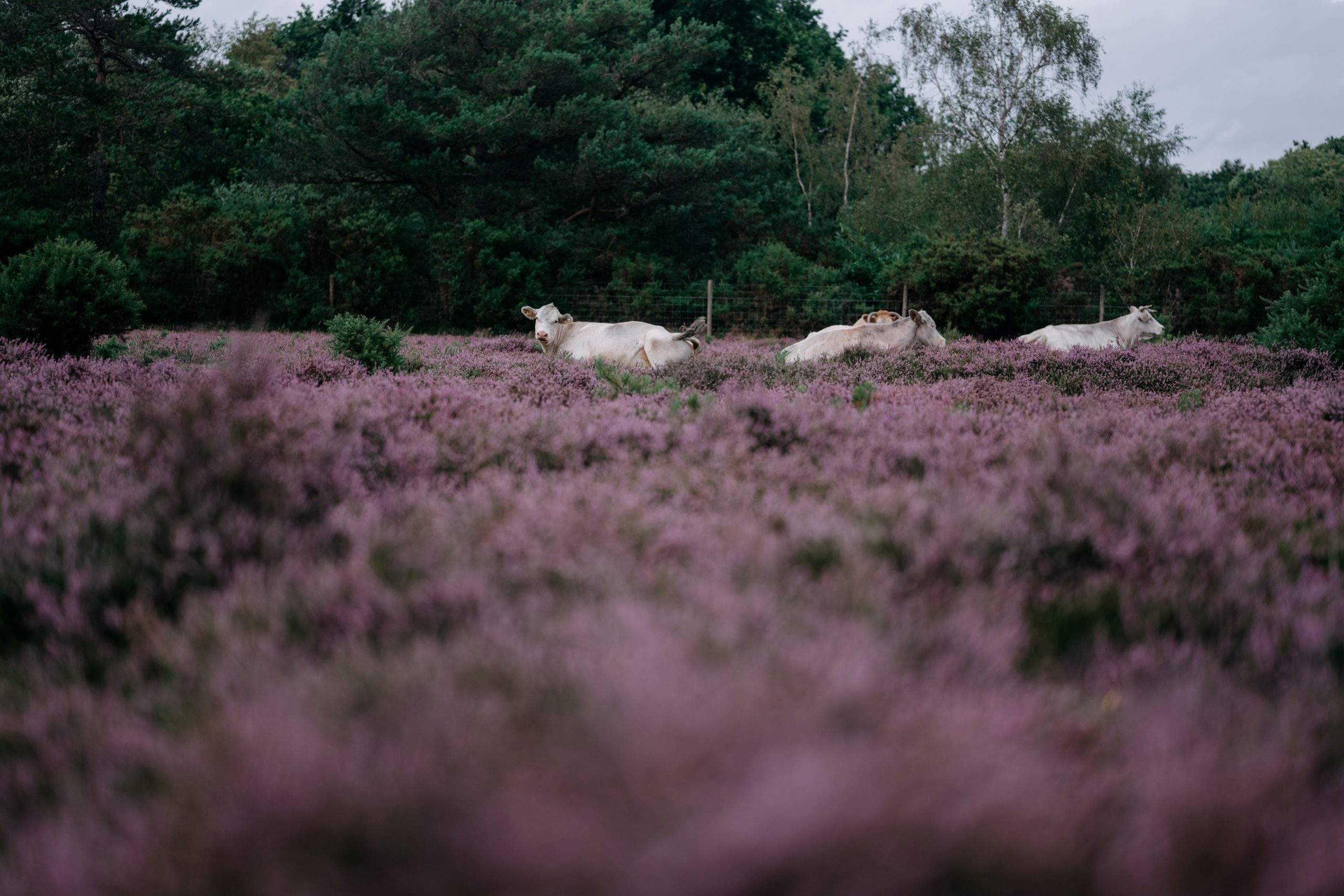 Ponies grazing on purple heather heathland in the New Forest