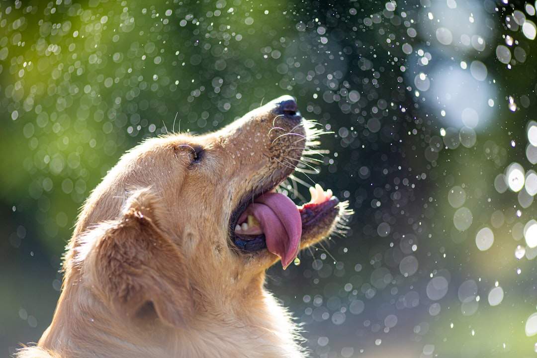 Golden retriever cooling off with water on a hot summer day