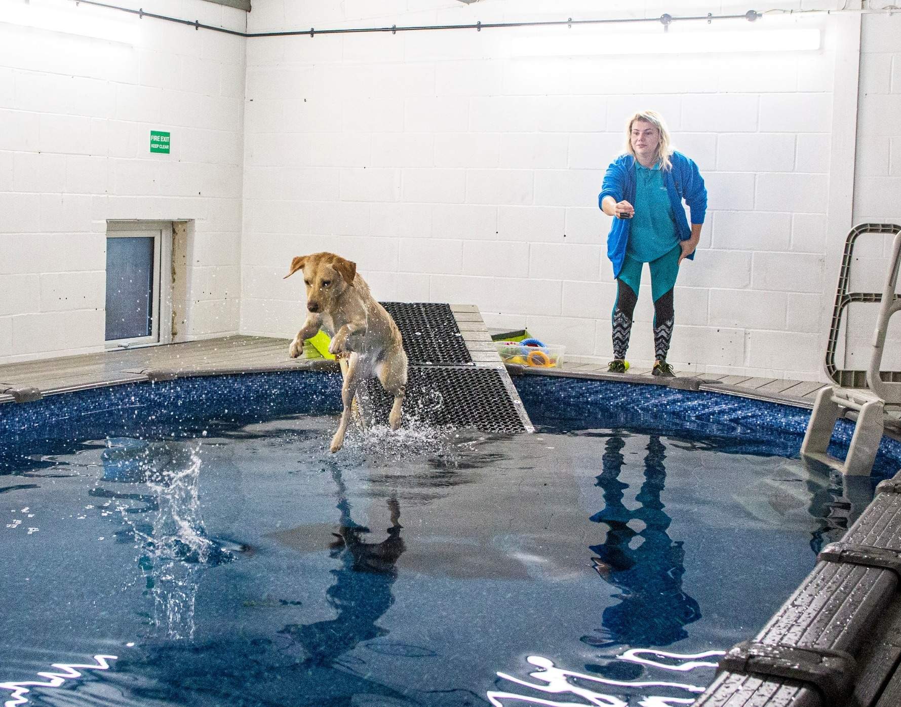 Dog diving into an indoor hydrotherapy pool in Norwich
