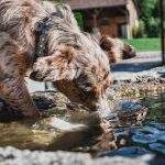 Dog drinking water on a walk
