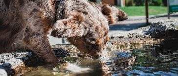Dog drinking water on a walk