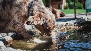 Dog drinking water on a walk