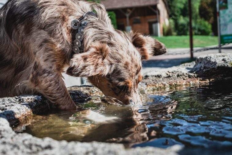 Dog drinking water on a walk