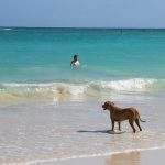 Dog enjoying a sandy UK beach by the sea