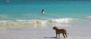 Dog enjoying a sandy UK beach by the sea