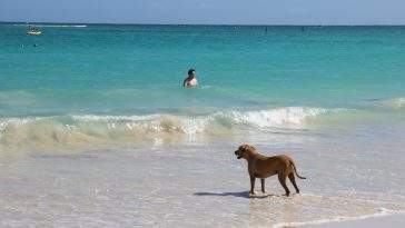 Dog enjoying a sandy UK beach by the sea