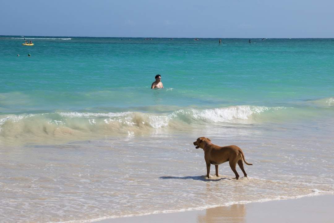 Dog enjoying a sandy UK beach by the sea