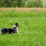 Dog playing in a summer field — long grass is prime tick territory