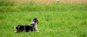Dog playing in a summer field — long grass is prime tick territory