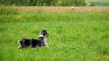 Dog playing in a summer field — long grass is prime tick territory