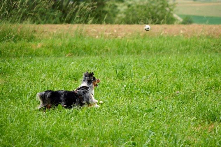 Dog playing in a summer field — long grass is prime tick territory
