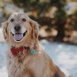 Healthy happy golden retriever outdoors, well cared for