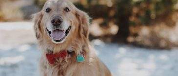 Healthy happy golden retriever outdoors, well cared for