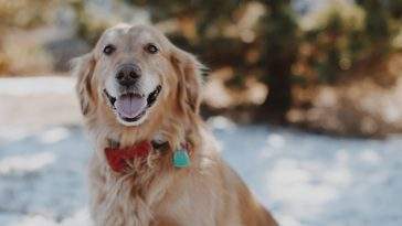 Healthy happy golden retriever outdoors, well cared for