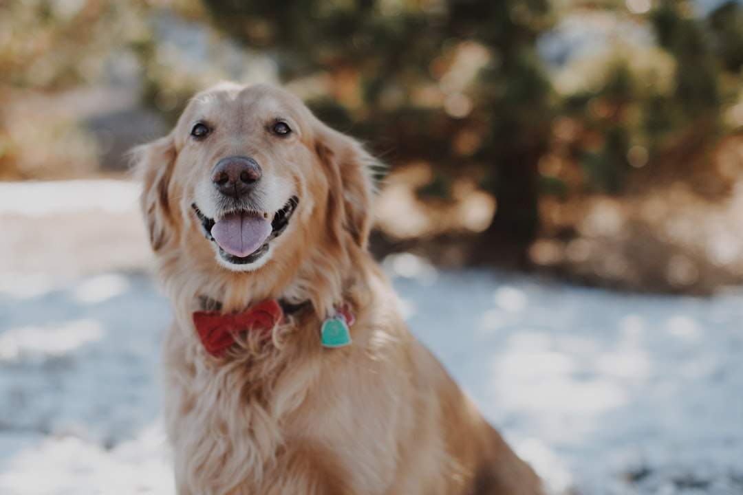 Dog Insurance UK Explained 2026 Types Costs What To Check dog-insurance-uk-explained-2026-types-costs-what-to-check