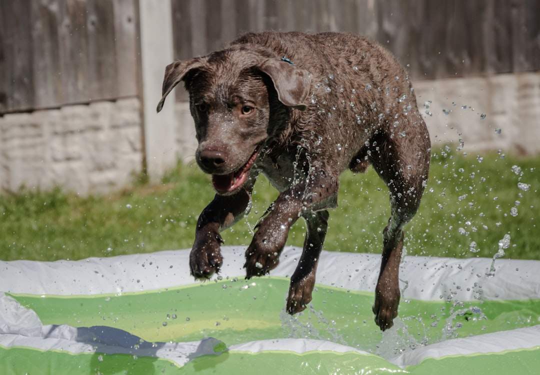 Labrador playing in a dog paddling pool on a hot summer day