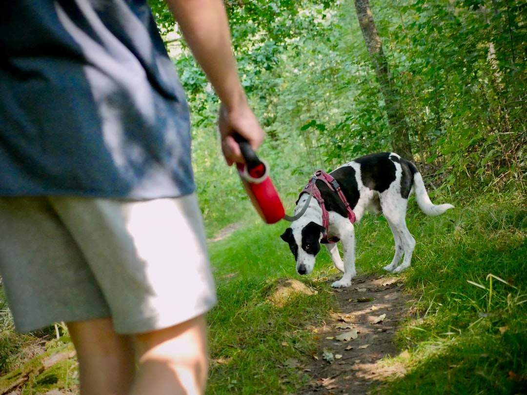 Owner giving dog water from a portable bottle on a countryside walk