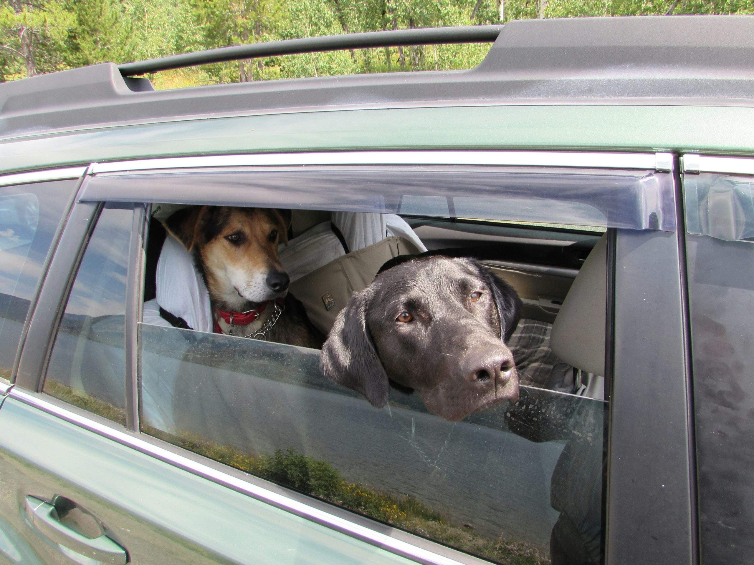 Two dogs travelling calmly in the back of a car