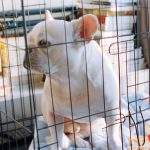 Dog sitting calmly in a wire folding crate at home