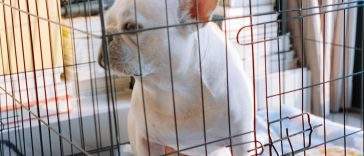 Dog sitting calmly in a wire folding crate at home