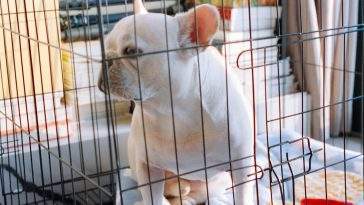 Dog sitting calmly in a wire folding crate at home