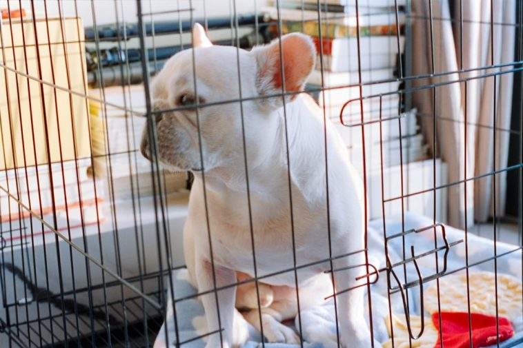 Dog sitting calmly in a wire folding crate at home