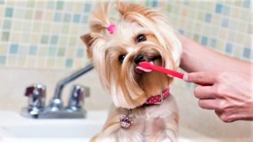 How to brush a dog's teeth