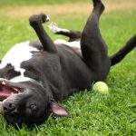Dog cooling off lying on grass during a UK summer heatwave