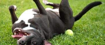 Dog cooling off lying on grass during a UK summer heatwave