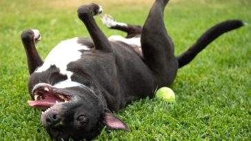 Dog cooling off lying on grass during a UK summer heatwave