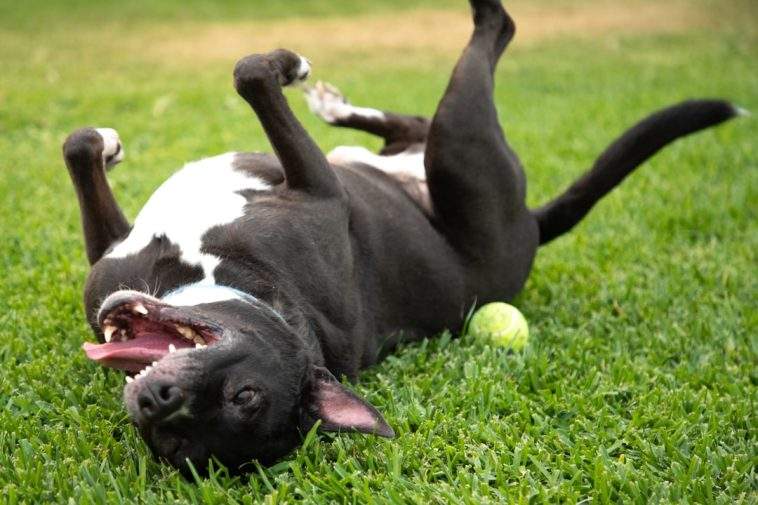 Dog cooling off lying on grass during a UK summer heatwave