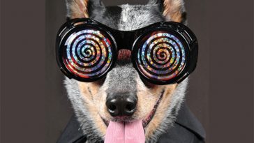 Dog-hypnosis